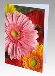 5x7" Single Card & envelope
